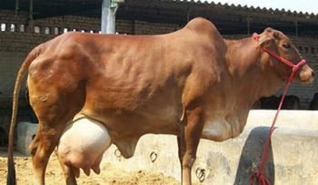 sahiwal-cow